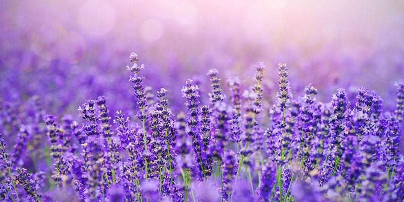 LAVANDA E MENTA