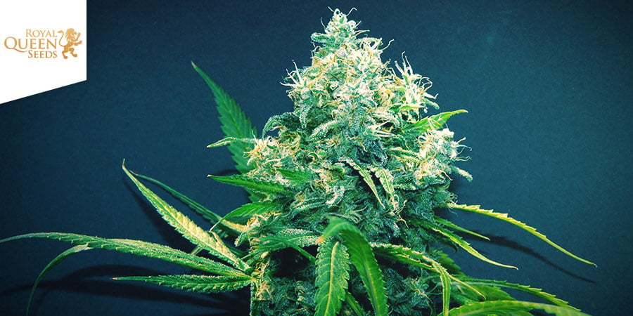 Lemon Haze Royal Queen Seeds