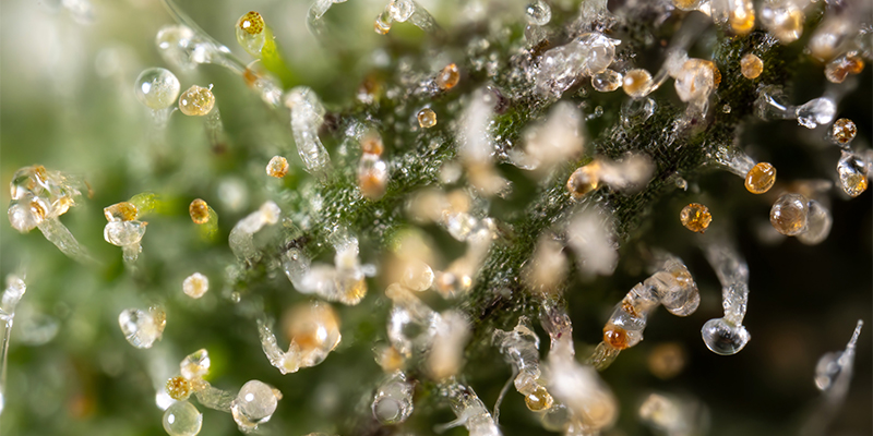 Cosa rende una varietà di cannabis fruttata e in cosa si distingue da una varietà dolce? Cosa rende una varietà di cannabis fruttata e in cosa si distingue da una varietà dolce?