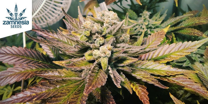 Bubblegum (Zamnesia Seeds)