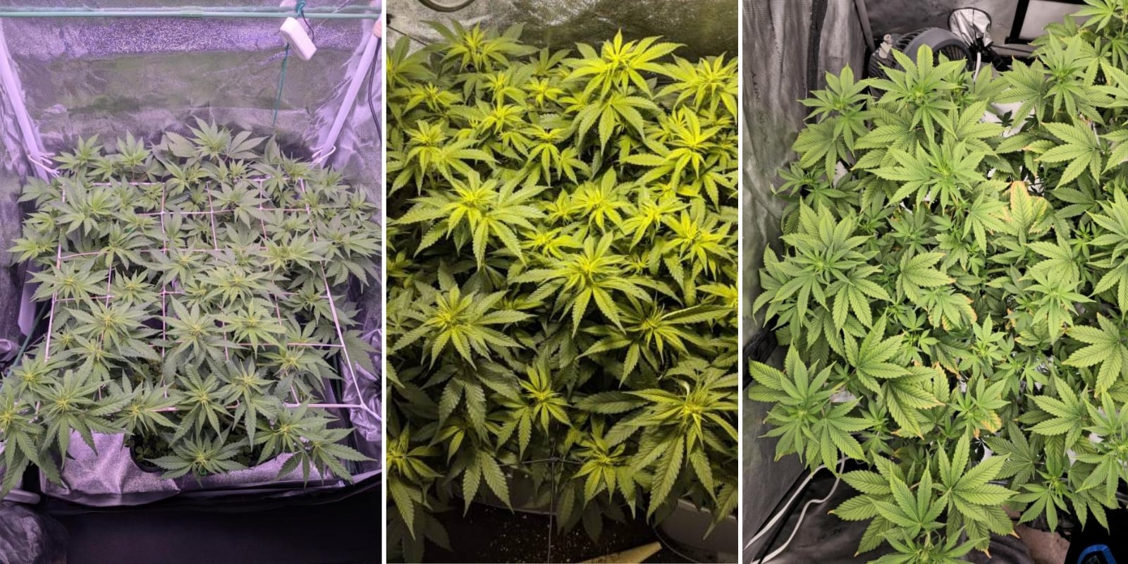 Indica, sativa e ibridi: c'è differenza nella difficoltà di coltivazione? Indica, sativa e ibridi: c'è differenza nella difficoltà di coltivazione?