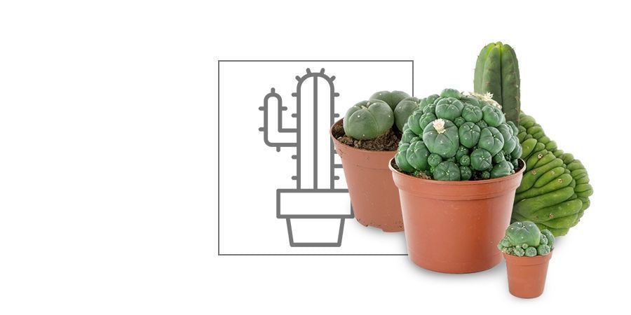 Cactus Da Mescalina
