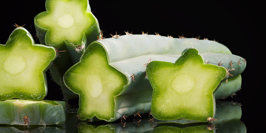 Quali varietà di cactus contengono la mescalina?