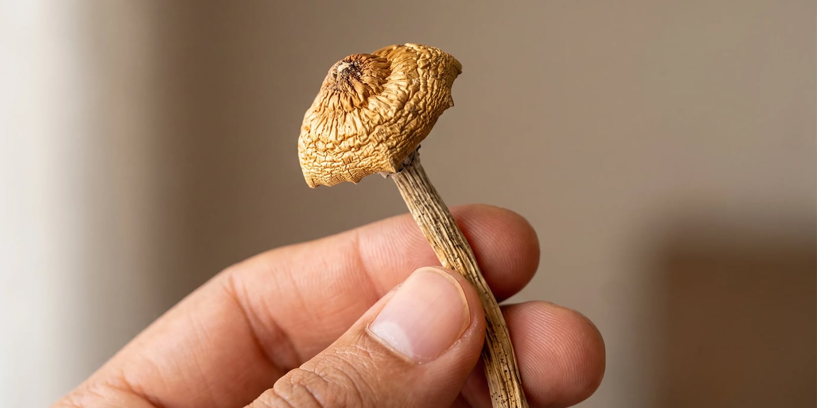 Cosa significa davvero «droga più sicura»? Cosa significa davvero «droga più sicura»?