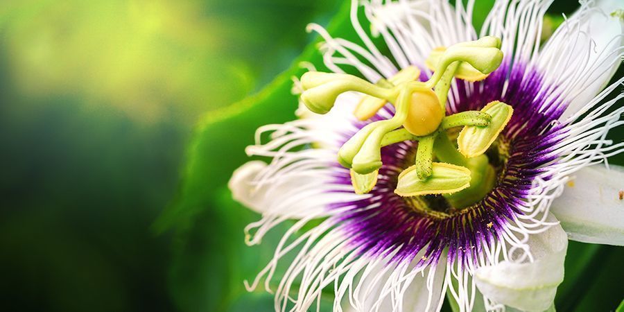 PASSIFLORA