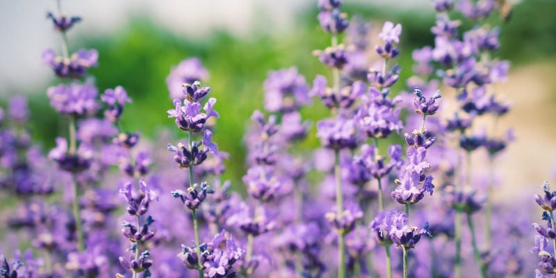 Lavanda