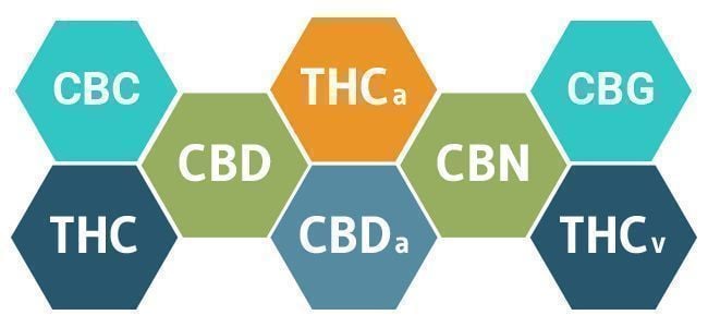 LA BIOLOGIA DELLA CANNABIS