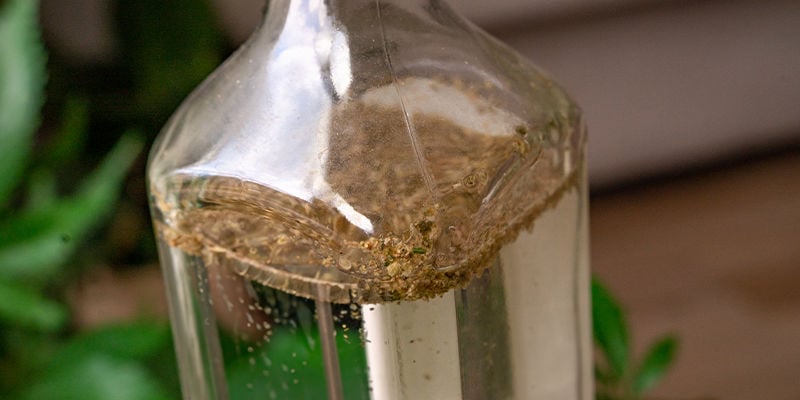Inserite Il Materiale Vegetale Nella Bottiglia Di Gin