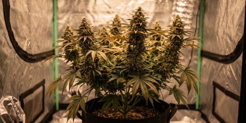 SATIVA DREAM SATIVA DREAM