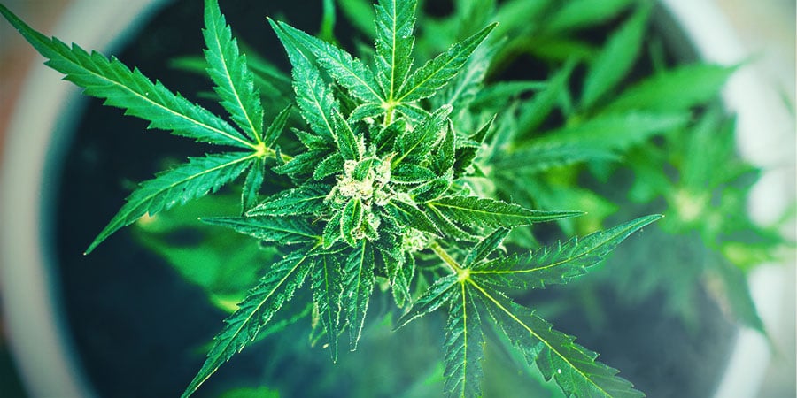 Varietà Di Cannabis Sativa