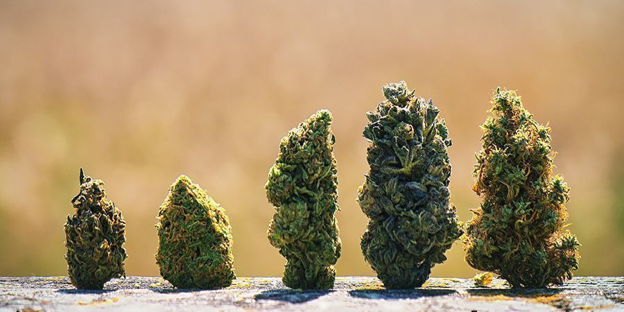 Perché le Cime di Cannabis Hanno Colori Differenti?