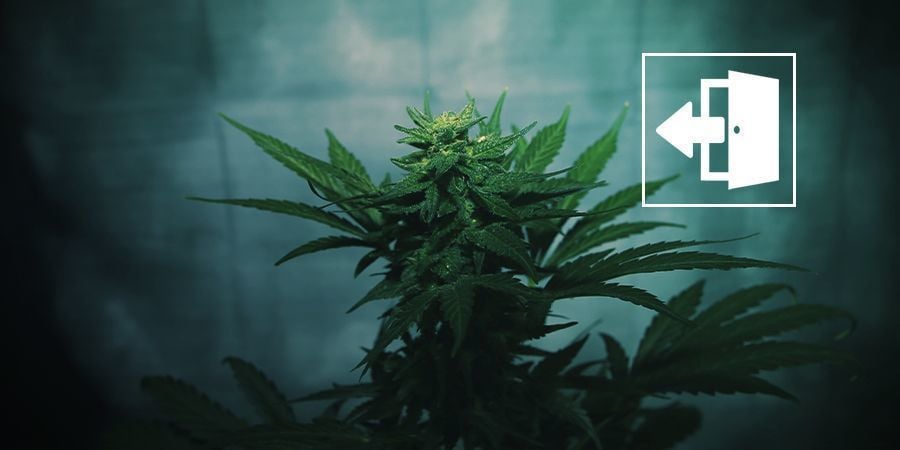 Forzare La Fioritura Della Cannabis Coltivata All’Aperto