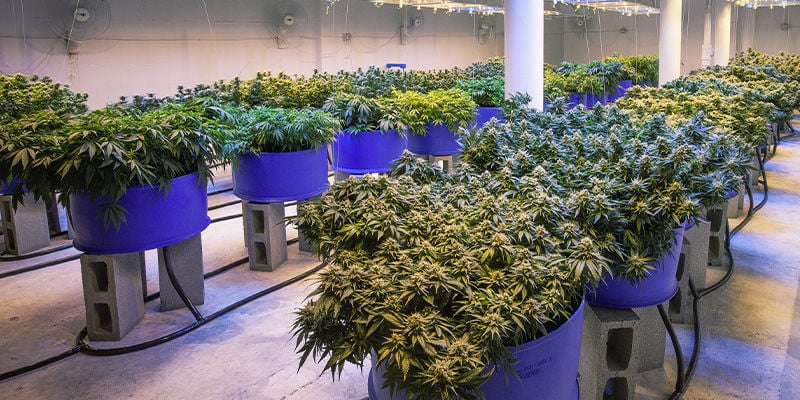 Evitare lo Stretching delle Piante di Cannabis: Dai il Giusto Spazio alle Piante