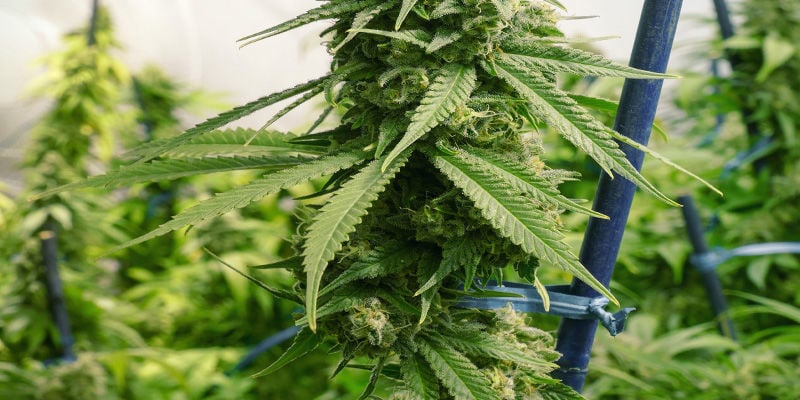Correggere l'Allungamento/Sostenere le Piante di Cannabis: Asticelle