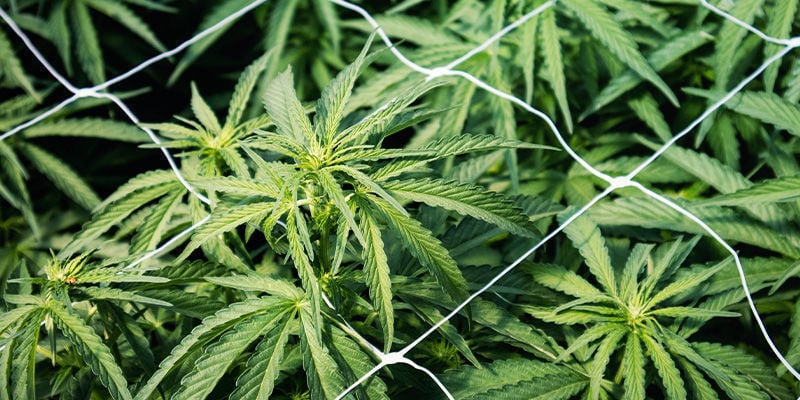 Correggere l'Allungamento/Sostenere le Piante di Cannabis: Tralicci