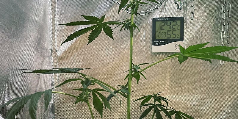 Perché lo Stretching delle Piante di Cannabis È Indesiderabile