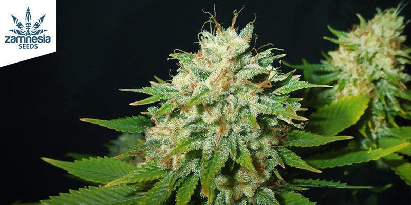 Choco Haze Di Zamnesia Seeds