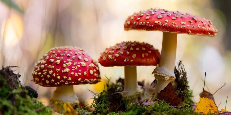 Cos’è il fungo Amanita muscaria (ovolo malefico)?