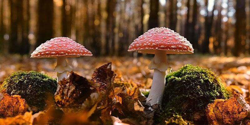 Dove si può trovare l’Amanita muscaria?