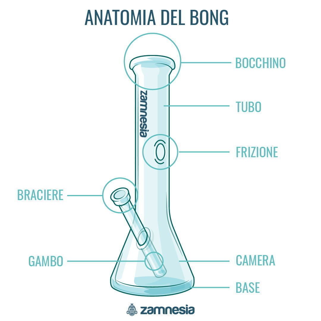 Anatomia Del Bong