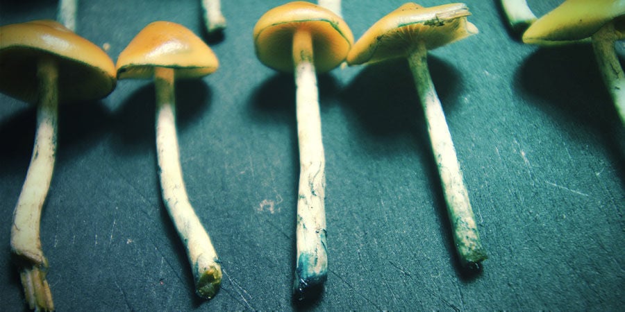 Essiccazione E Conservazione Dello Psilocybe Azurescens