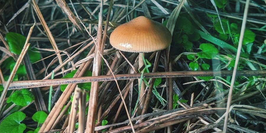 Come Coltivare Lo Psilocybe Azurescens