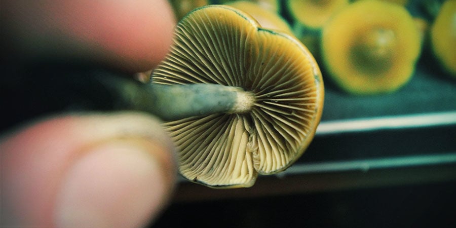 Come Dosare Lo Psilocybe Azurescens