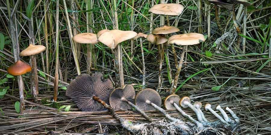 Cos’è Lo Psilocybe Azurescens?