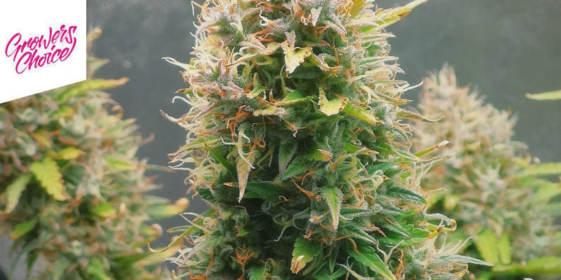 Rainbow Runtz Di Growers Choice