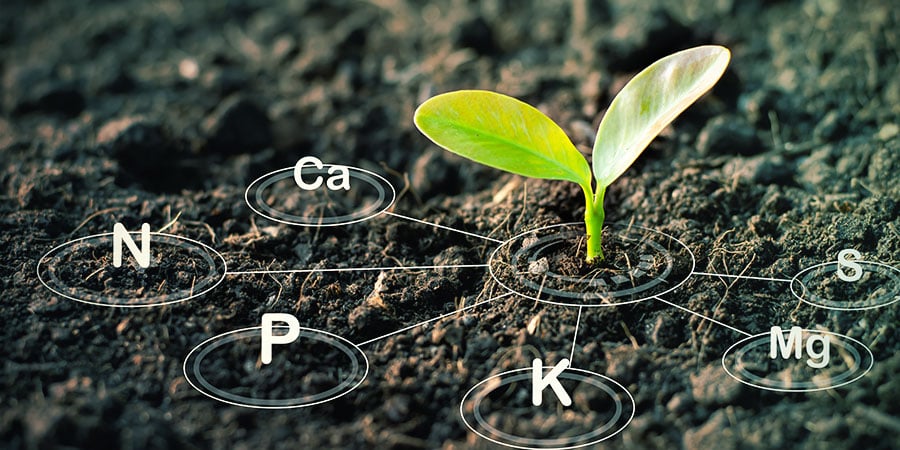 FERTILIZZANTI SPECIFICAMENTE FORMULATI PER LA COLTURA DELLA CANNABIS