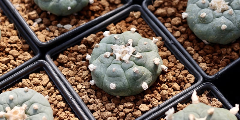 La Lophophora decipiens contiene più mescalina rispetto alla williamsii?