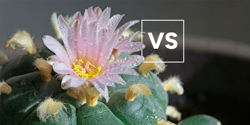 In cosa si differenzia rispetto ad altre specie di peyote?