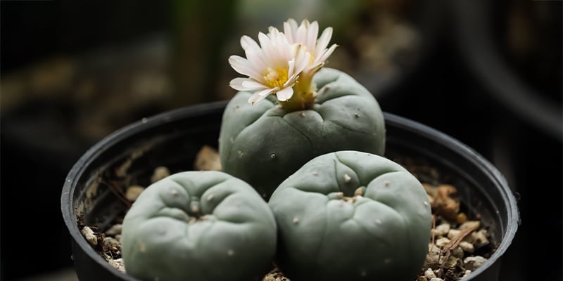 A che velocità cresce la Lophophora decipiens?