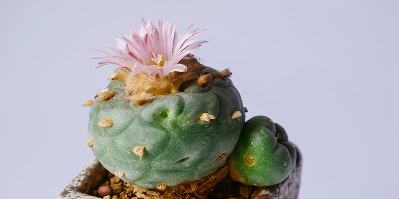 È legale coltivare la Lophophora decipiens?