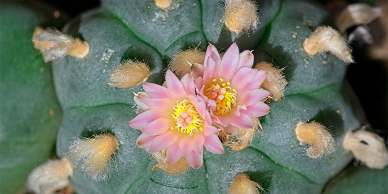 Cos'è la Lophophora decipiens?