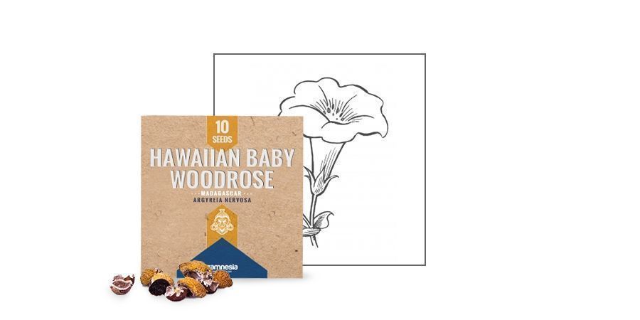 SEMI DI HAWAIIAN BABY WOODROSE 