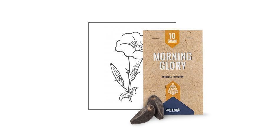 SEMI DI MORNING GLORY