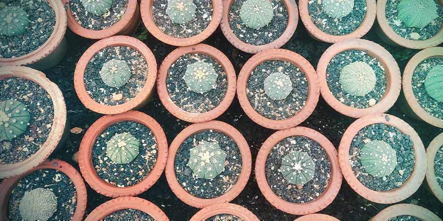 Germinazione Coltivare Cactus San Pedro