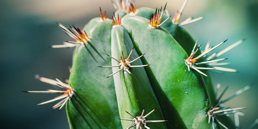 Come Prendersi Cura Dei Vostri Cactus