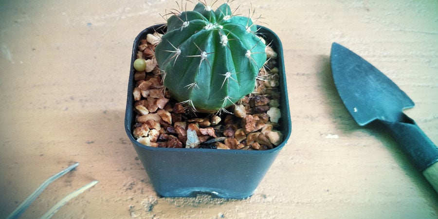 Istruzioni Coltivare Cactus