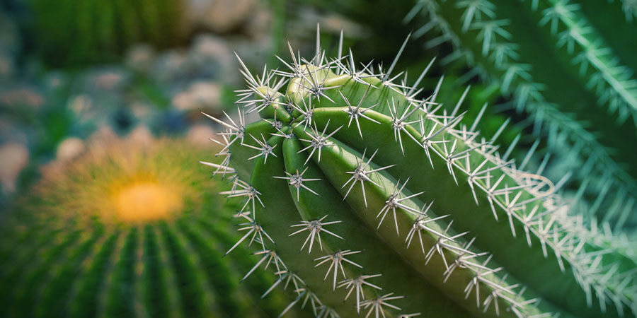 COS'È IL CACTUS SAN PEDRO?