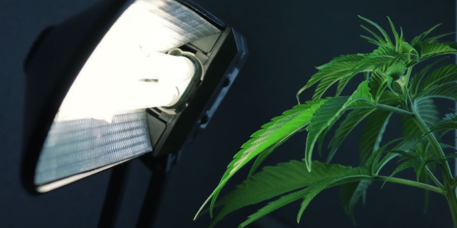 Problemi Nella Fioritura Della Cannabis: Configurazione Errata dell’Illuminazione