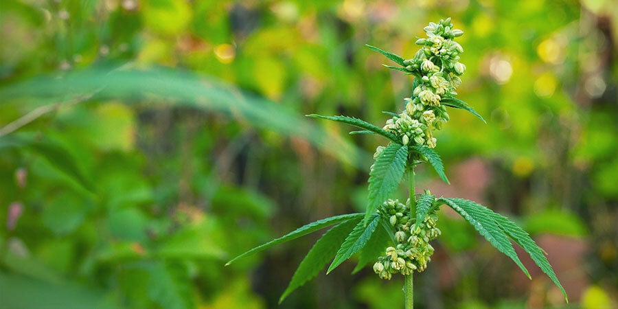 Piante di Cannabis Maschio che Impollinano Piante Femmina