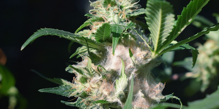 Problemi Nella Fioritura Della Cannabis: Muffa sui Fiori