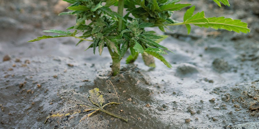 Problemi Nella Fioritura Della Cannabis: Rinnova il Terriccio