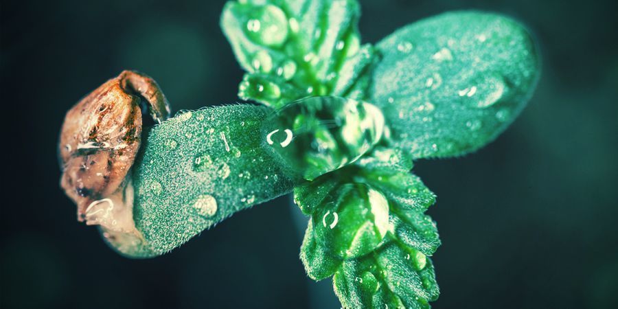 La Fase Della Plantula