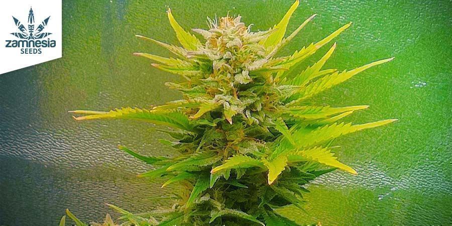 Sunset Sherbet Automatic