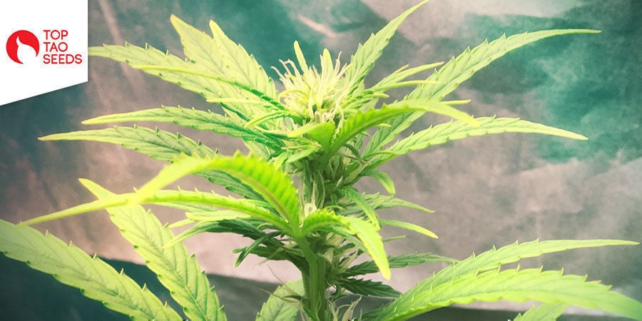 Dr. Tao Sativa (Top Tao Seeds)