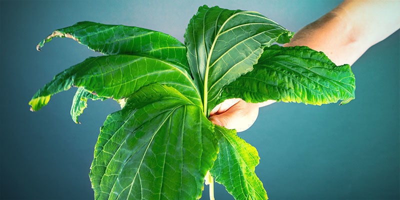 I VARI METODI PER ESSICCARE LE FOGLIE DI SALVIA DIVINORUM