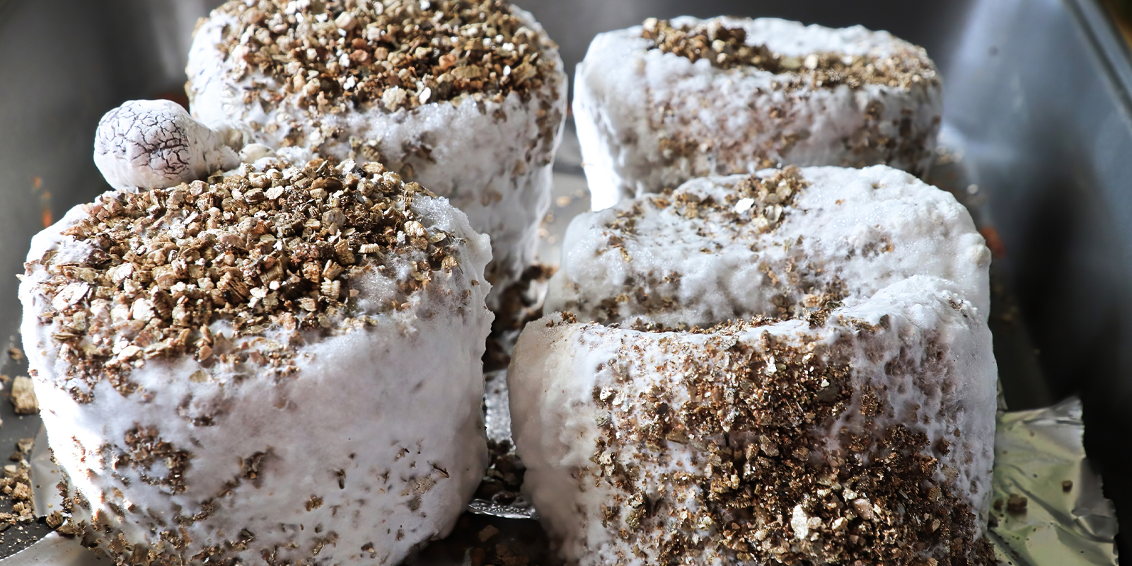 Il micelio è sicuro? Può essere consumato?